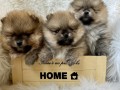 dostupni-prelepi-stenci-pomeranaca-small-0