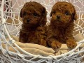 toy-crvene-pudle-small-0
