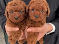 toy-crvene-pudle-small-3
