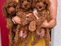 toy-crvene-pudle-small-1