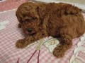 toy-crvene-pudle-small-2