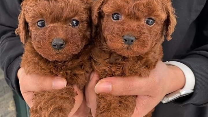 toy-crvene-pudle-big-3