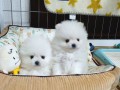 mini-pomeranac-small-2