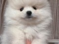 mini-pomeranac-small-5