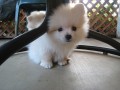 mini-pomeranac-small-3