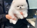 mini-pomeranac-small-1