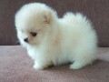 mini-pomeranac-small-0