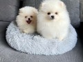 mini-pomeranac-small-4