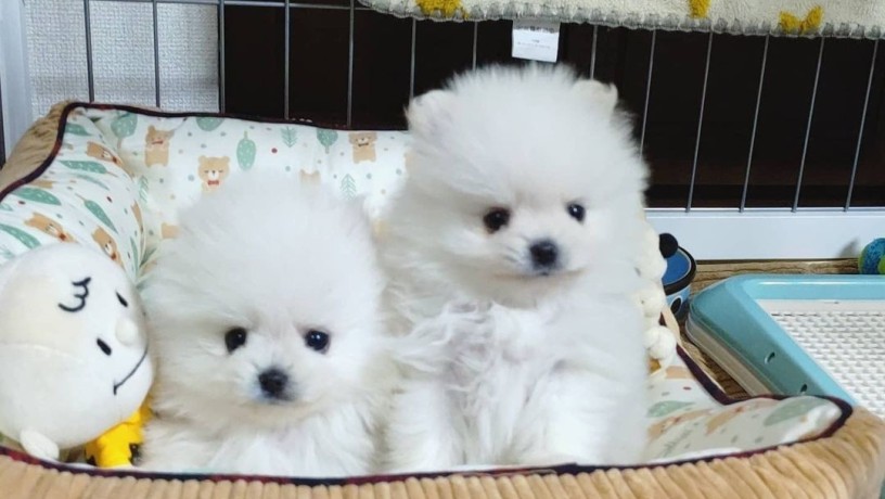 mini-pomeranac-big-2