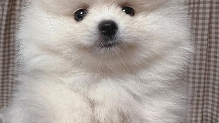 mini-pomeranac-big-5