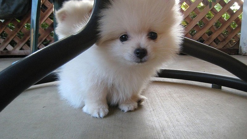 mini-pomeranac-big-3