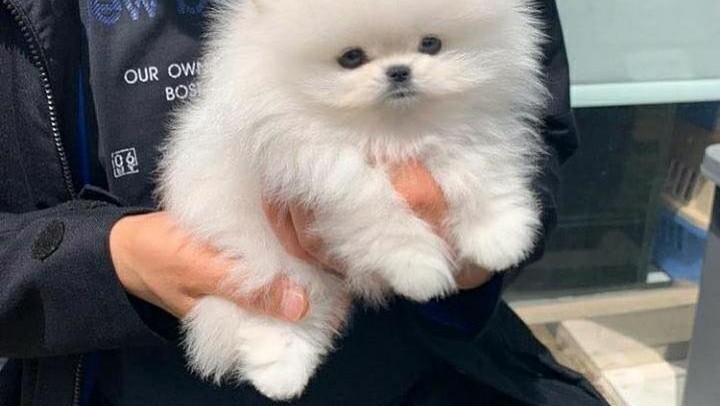 mini-pomeranac-big-1