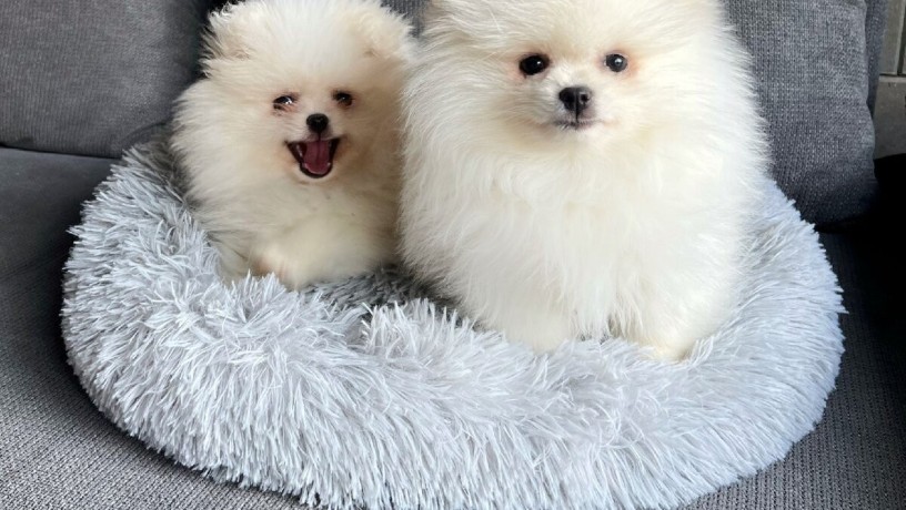 mini-pomeranac-big-4