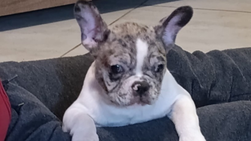 stenad-francuskog-buldoga-dva-merle-muzjaka-35-meseca-big-10