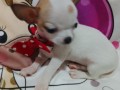 mini-civave-small-0