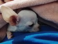 mini-civave-small-4