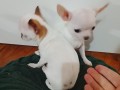 mini-civave-small-1