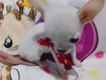 mini-civave-small-5