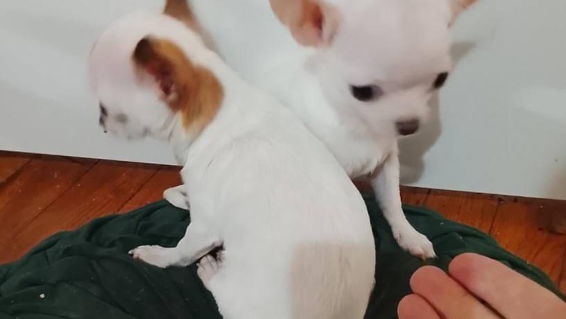 mini-civave-big-1