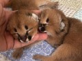 nudimo-macice-pasmine-savannah-serval-i-karakal-small-0