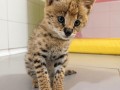 nudimo-macice-pasmine-savannah-serval-i-karakal-small-3