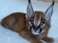 nudimo-macice-pasmine-savannah-serval-i-karakal-small-1