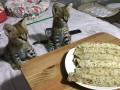 nudimo-macice-pasmine-savannah-serval-i-karakal-small-2