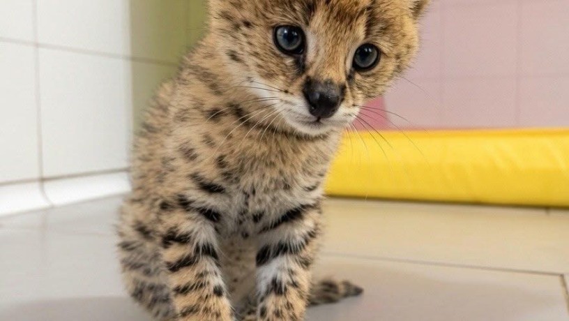 nudimo-macice-pasmine-savannah-serval-i-karakal-big-3