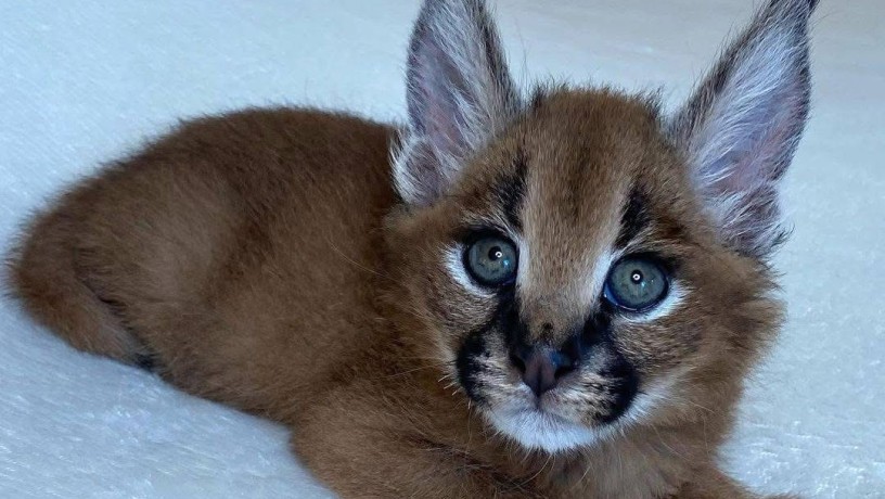 nudimo-macice-pasmine-savannah-serval-i-karakal-big-1