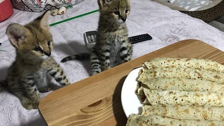 nudimo-macice-pasmine-savannah-serval-i-karakal-big-2