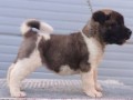 americka-akita-novo-leglo-small-6