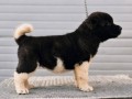 americka-akita-novo-leglo-small-3