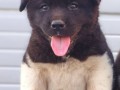 americka-akita-novo-leglo-small-1