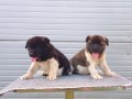 americka-akita-novo-leglo-small-8