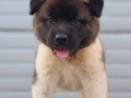 americka-akita-novo-leglo-small-5