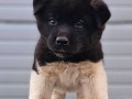 americka-akita-novo-leglo-small-2