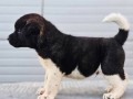 americka-akita-novo-leglo-small-4