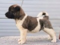 americka-akita-novo-leglo-small-7