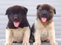 americka-akita-novo-leglo-small-0