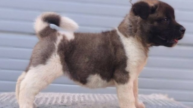 americka-akita-novo-leglo-big-6