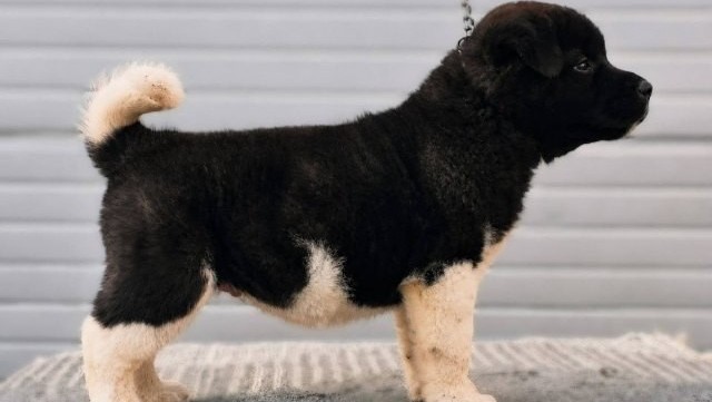 americka-akita-novo-leglo-big-3