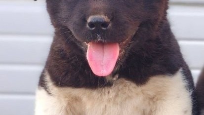 americka-akita-novo-leglo-big-1