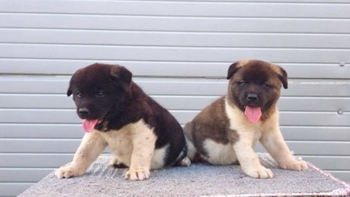americka-akita-novo-leglo-big-8