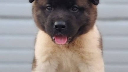 americka-akita-novo-leglo-big-5