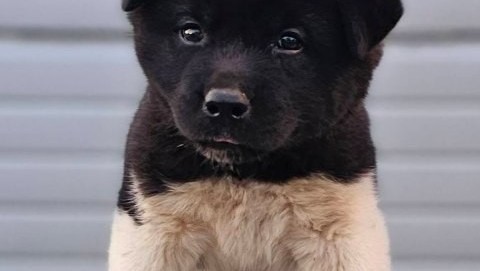 americka-akita-novo-leglo-big-2