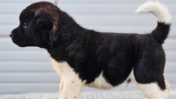 americka-akita-novo-leglo-big-4