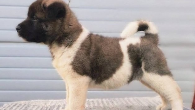 americka-akita-novo-leglo-big-7