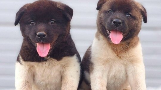 Američka Akita, novo leglo