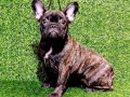 francuski-buldog-zensko-stene-small-1