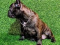 francuski-buldog-zensko-stene-small-5
